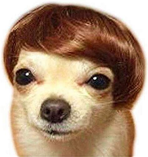 amazon dog wig|costume for small dogs.